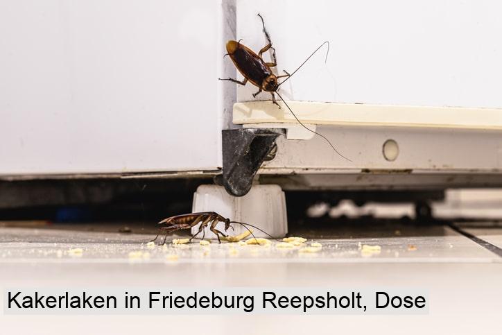 Kakerlaken in Friedeburg Reepsholt, Dose